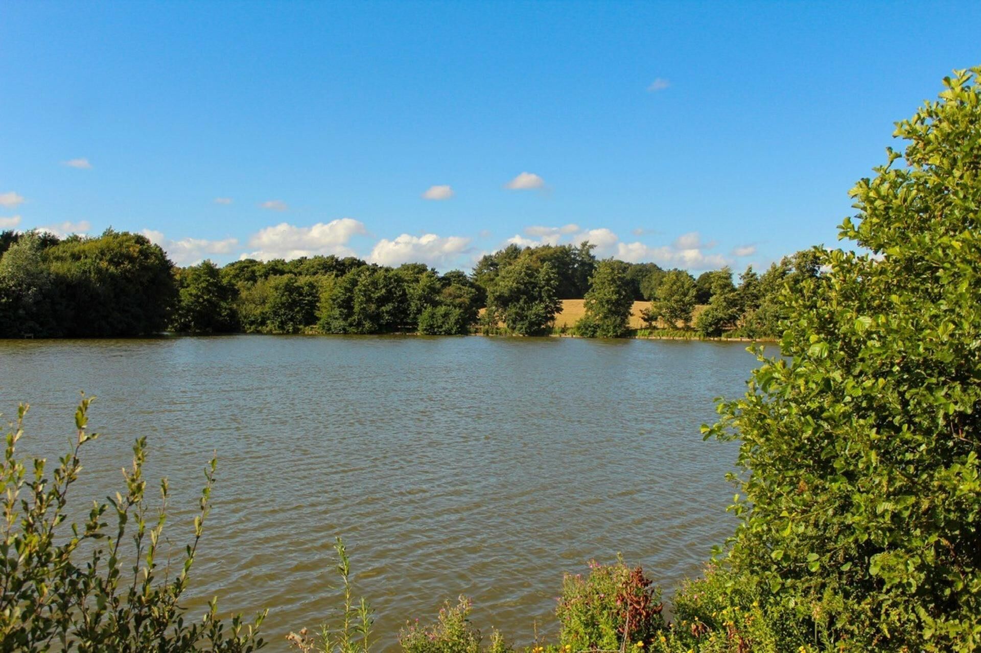 A calm lake surrounded by dense greenery and trees.