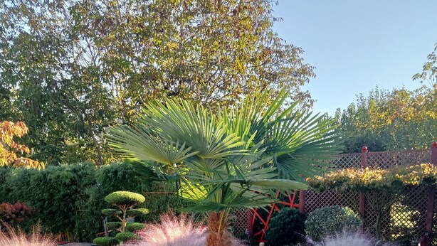 Un jardín con una palmera, arbustos diversos y un sendero de grava.