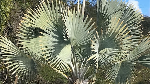 Een palmboom met grote, handvormige bladeren in een natuurlijke omgeving.