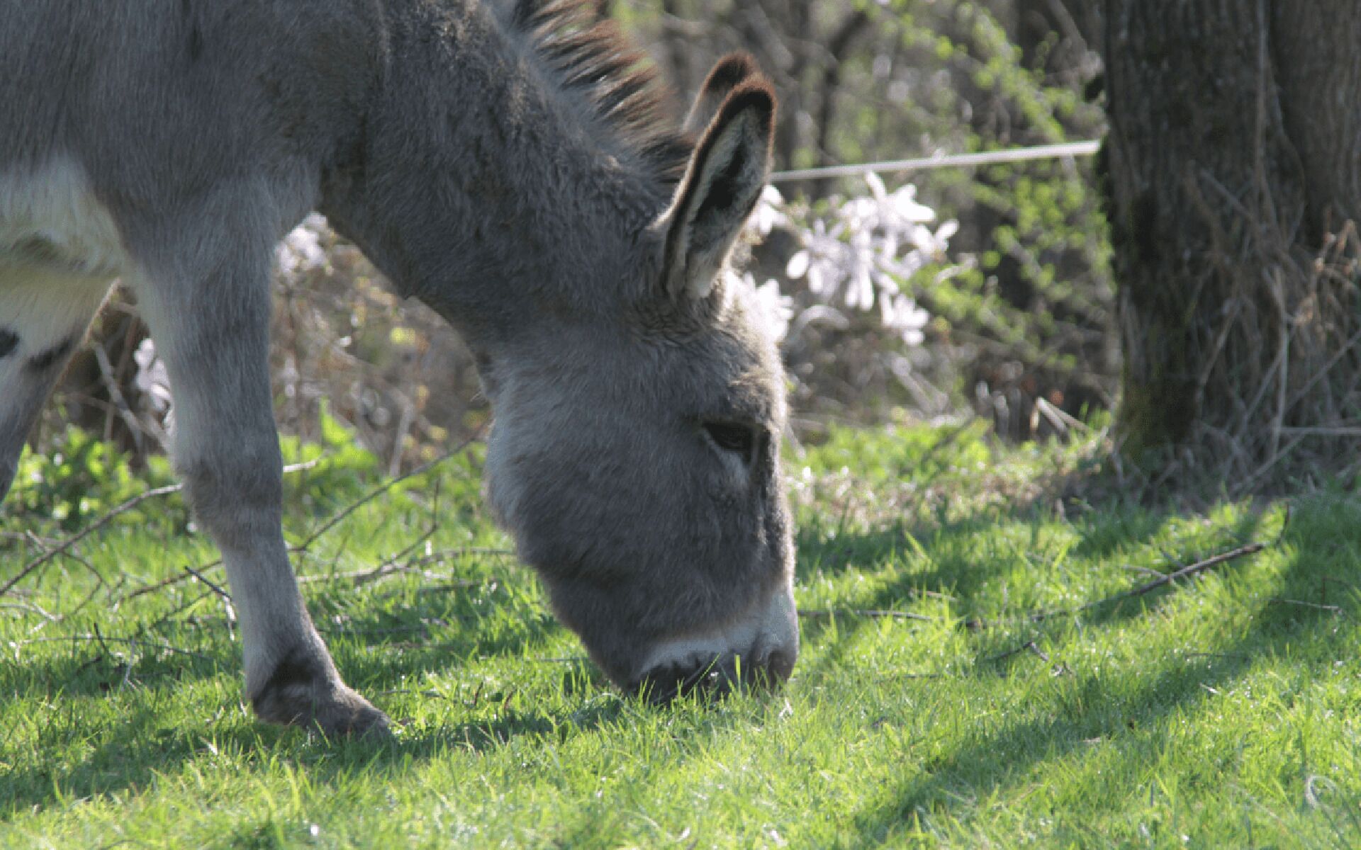 A donkey grazing in a grassy area with trees in the background.
