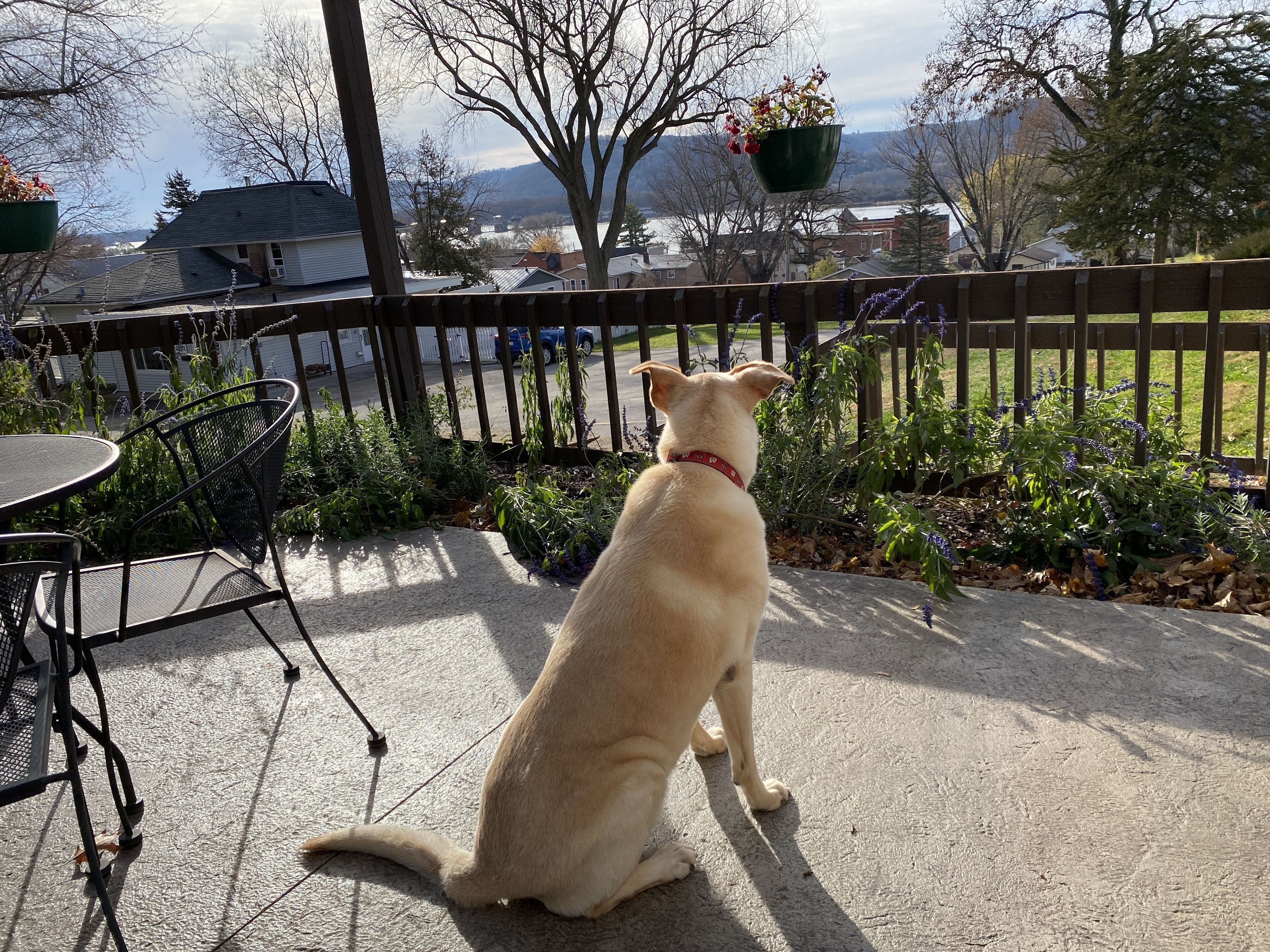 A dog sitting on a patio with a view of a backyard and a wooden fence.