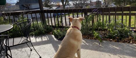 Un perro sentado en un patio con vista a un jardín trasero y una valla de madera.