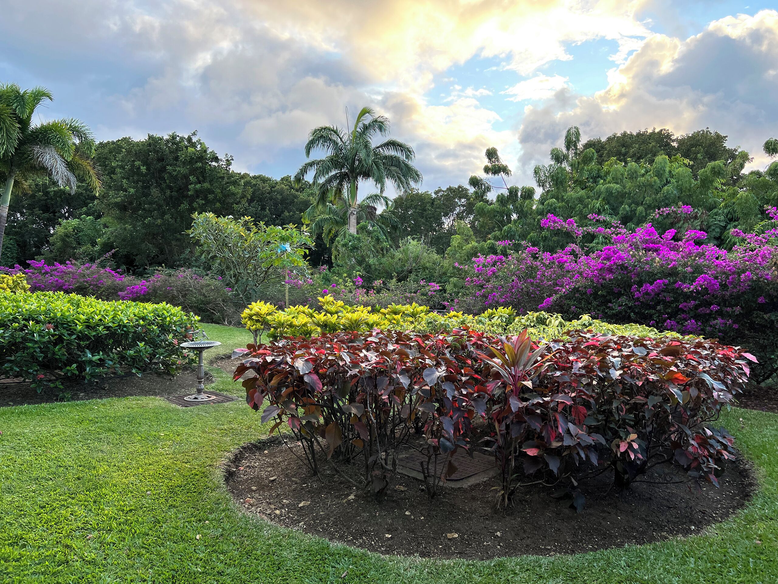 A garden with various plants and trees, a circular flower bed, and a palm tree in the background.