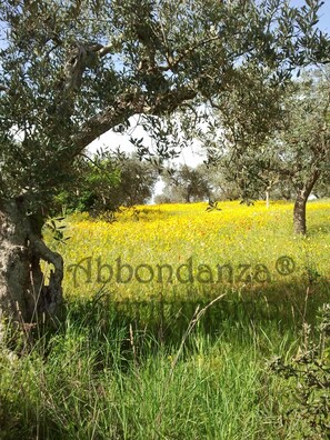 Huone, 1 makuuhuone, esteetön, yksityinen uima-allas | Ulkopuoli