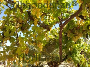 Huone, 1 makuuhuone, esteetön, yksityinen uima-allas | Ulkopuoli