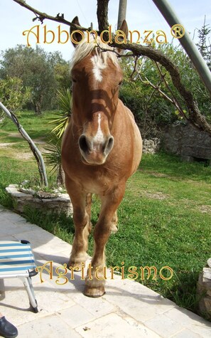 Room, 1 Bedroom, Accessible, Private Pool | Garden - Room-abbondanza® The Farm House (Alberobello)