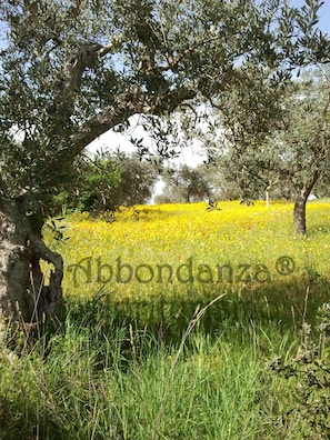 Room, 1 Bedroom, Accessible, Private Pool | Exterior - Room-abbondanza® The Farm House (Alberobello)