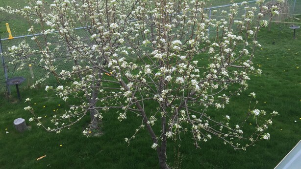 Ett träd med vita blommor på en gräsyta, med ett staket och byggnader i bakgrunden.