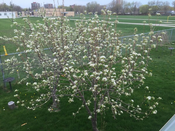 Property grounds - Hometown Folks’ Desirable Riverside/East Windsor (Windsor)