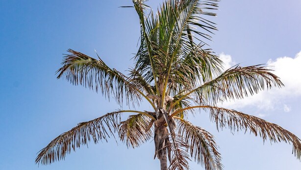 A beach with a palm tree, clear blue sky, and ocean. - Newly renovated penthouse in a complex with pool on the seafront (Costa Teguise)
