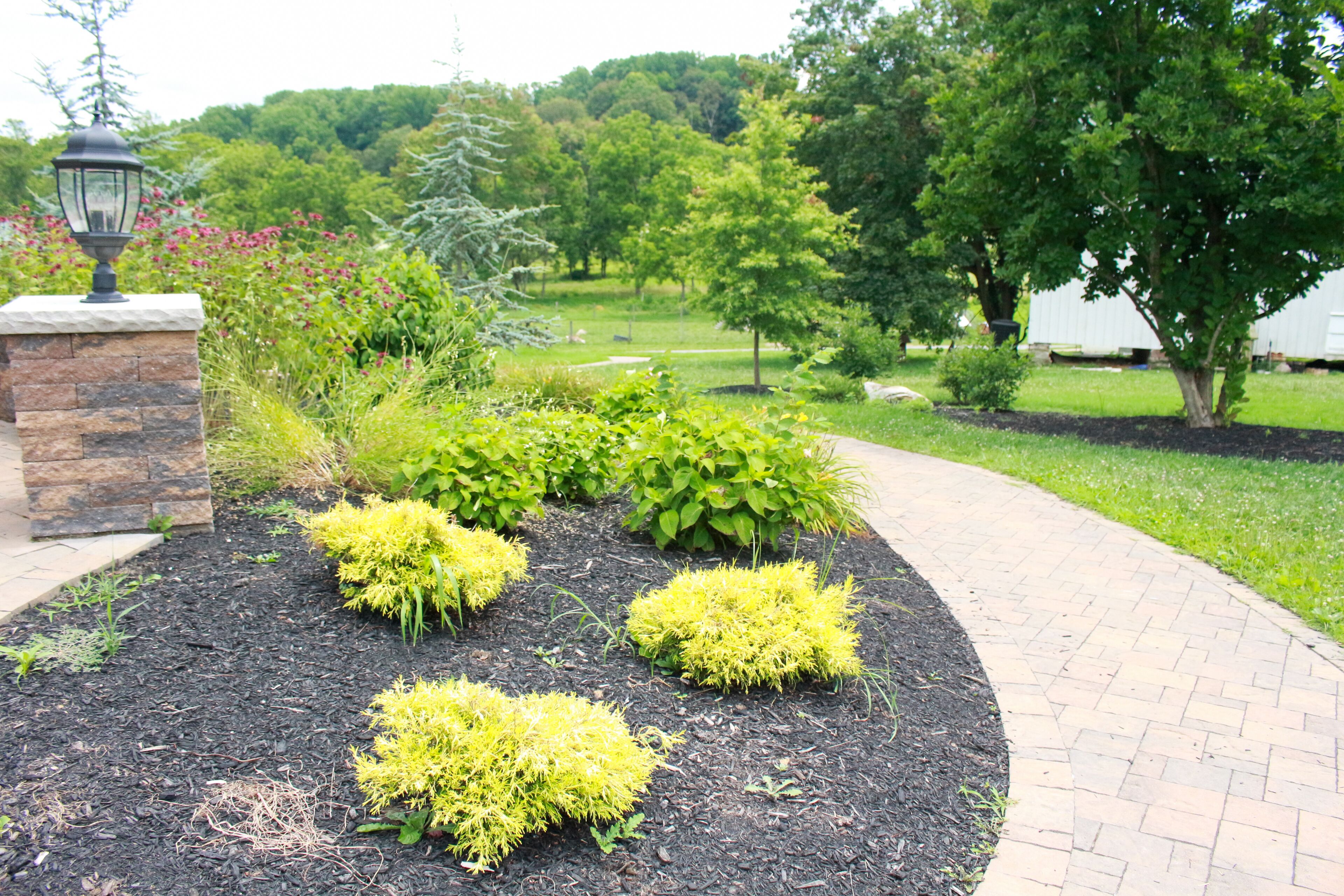 A landscaped garden with a brick pathway, various shrubs, and a lamp post.