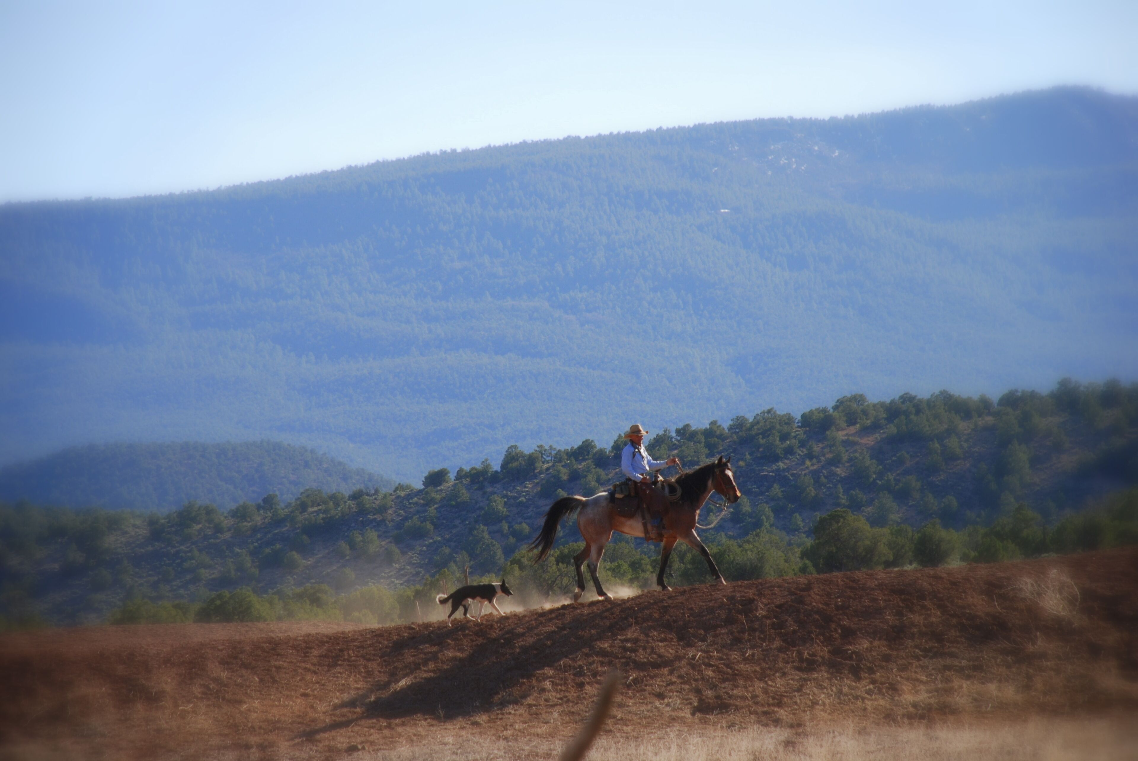 Um homem a cavalo numa trilha de terra, com um cão a correr ao seu lado.