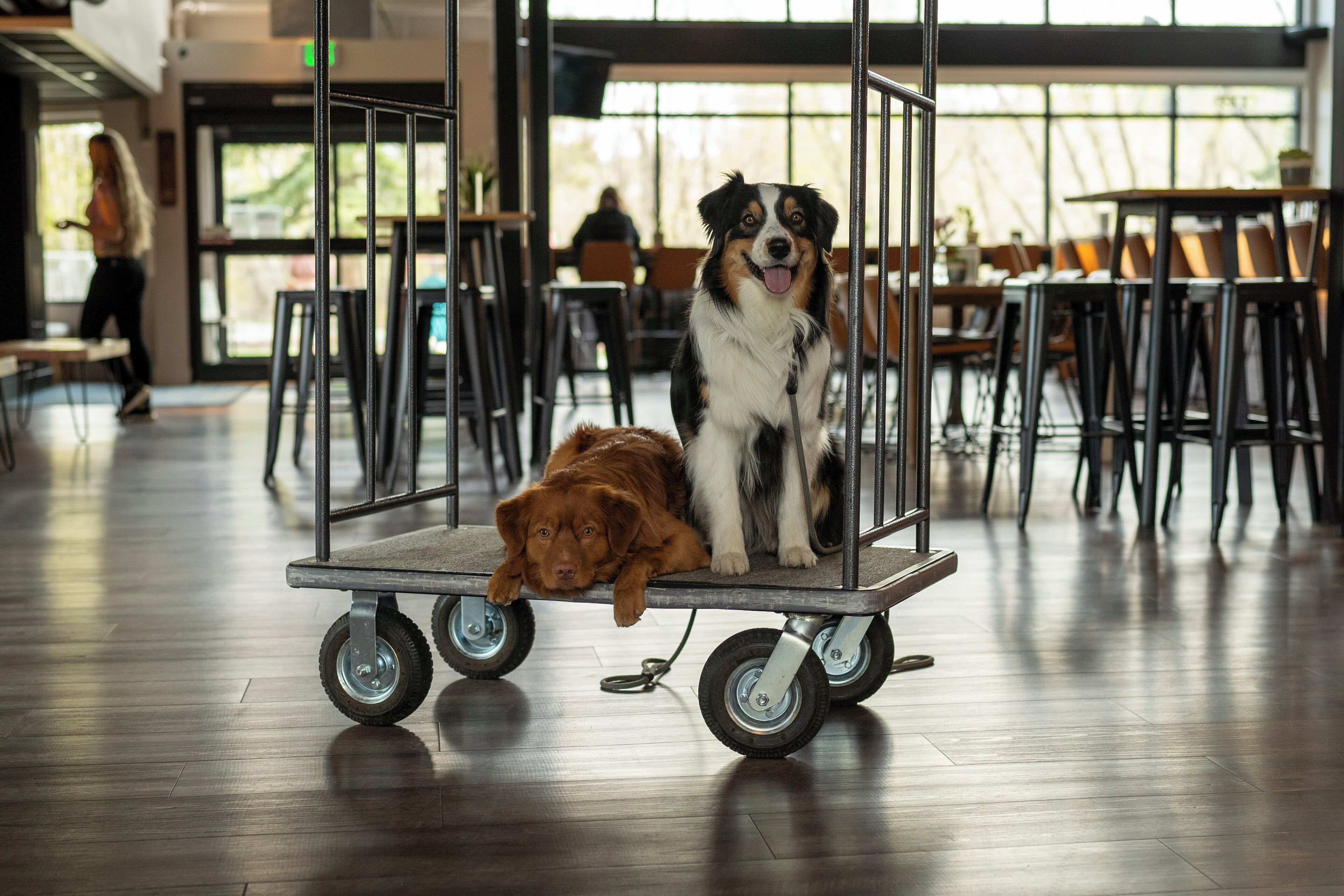Een hond zit op een karretje in een ruime binnenruimte met tafels en stoelen.