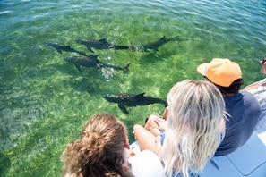 Un grupo de personas en un bote observando delfines nadando en aguas cristalinas.