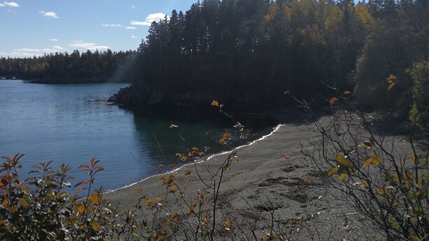 A beach with a forest in the background and a clear sky.