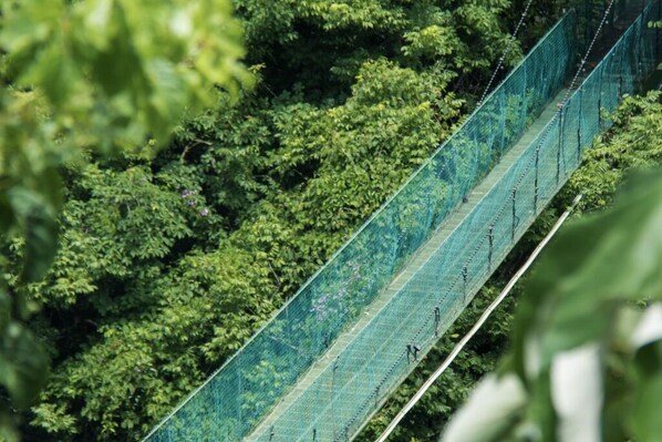 A suspension bridge in a dense forest. - Entire Hotel (Montezuma)