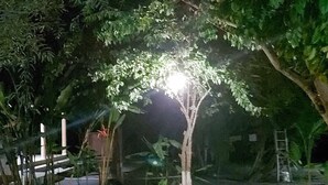 A bench under a tree at night.
