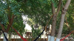 A hammock between trees in a park area with a dirt ground and some greenery in the background.