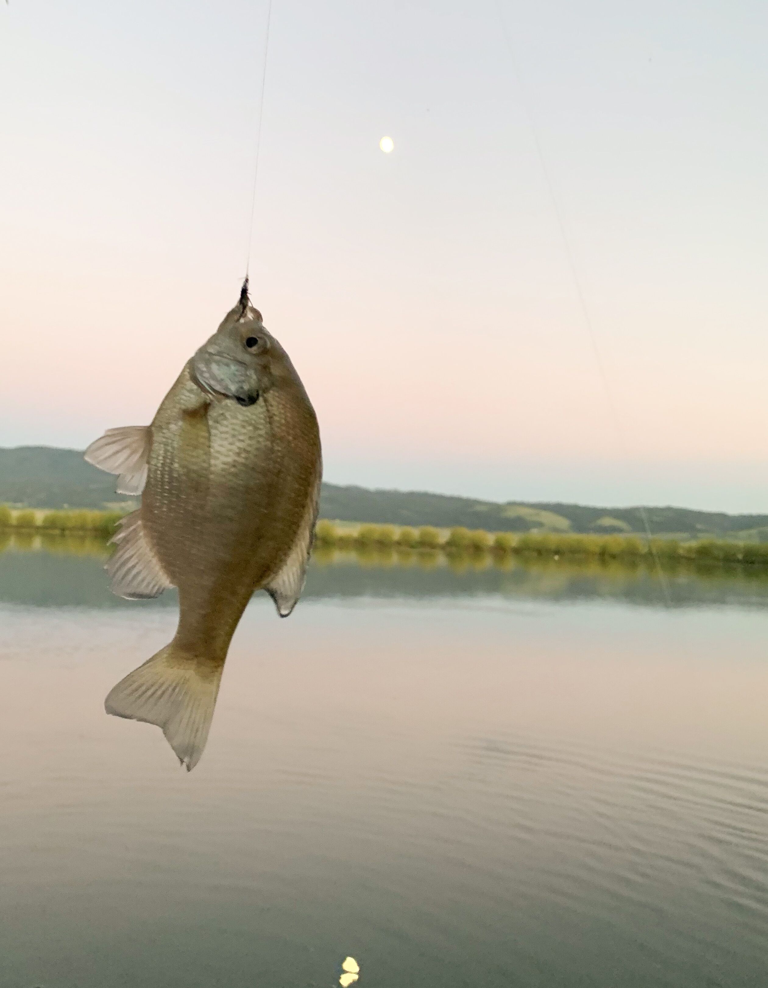A fish hanging from a line over calm water with a distant landscape.