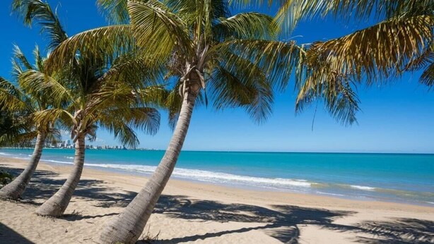 Una playa con palmeras y un cielo azul despejado.