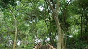 A stone staircase with bamboo railings leading up a hill, surrounded by trees.