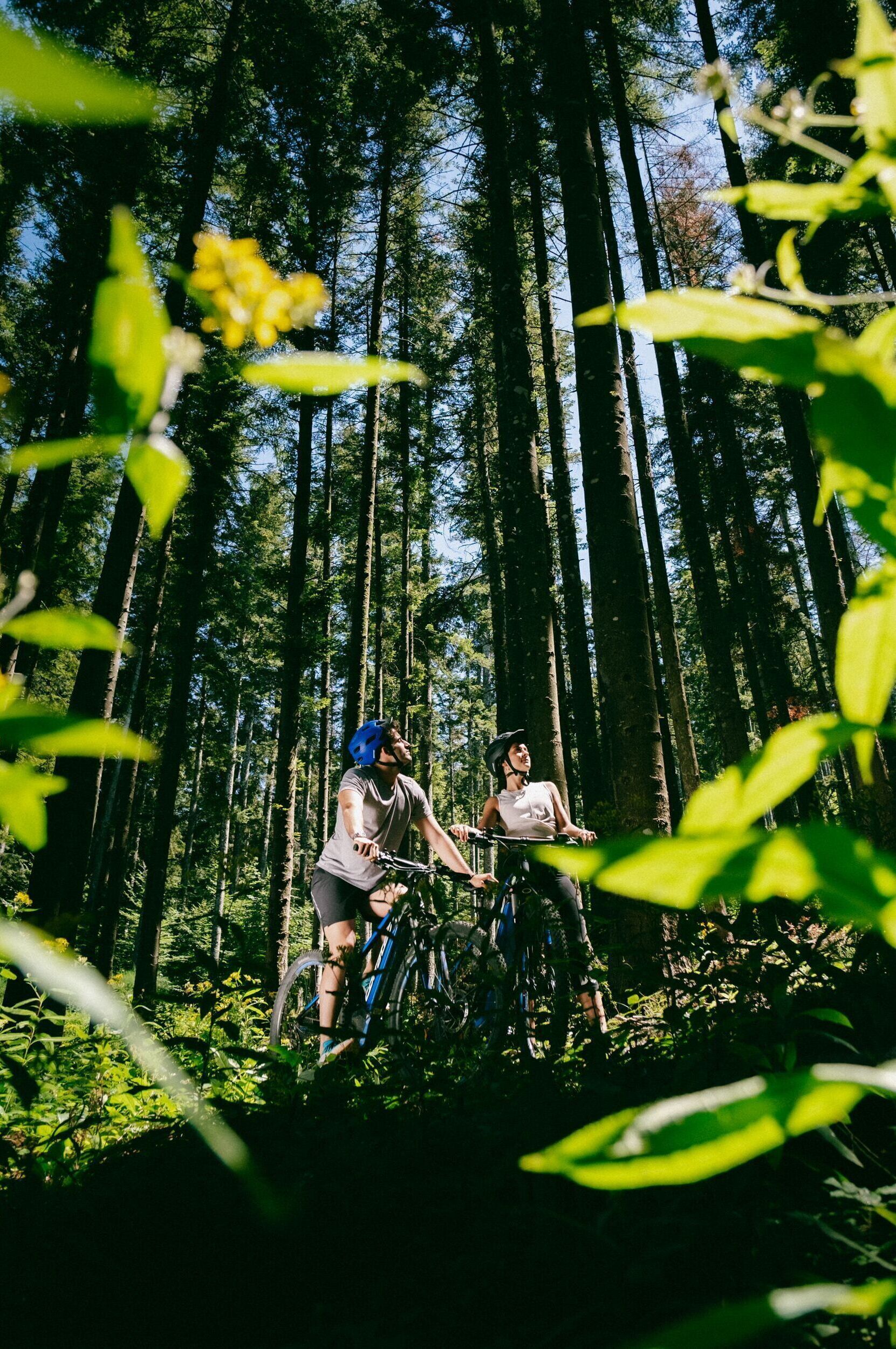 Two people on bicycles in a forested area with tall trees.