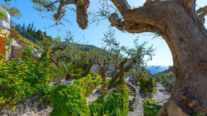 Ein Garten mit einer Steinmauer, einem Weg und einem großen Baum.