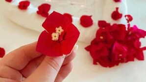 Una mesa blanca con pétalos de rosa roja dispuestos en forma de corazón.