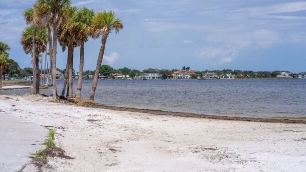 A beach with palm trees and a body of water in the background. - Perfect Location Vinoy Beach Getaway Sun and fun (St. Petersburg)