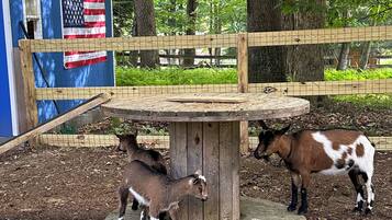 Enceinte de l’hébergement