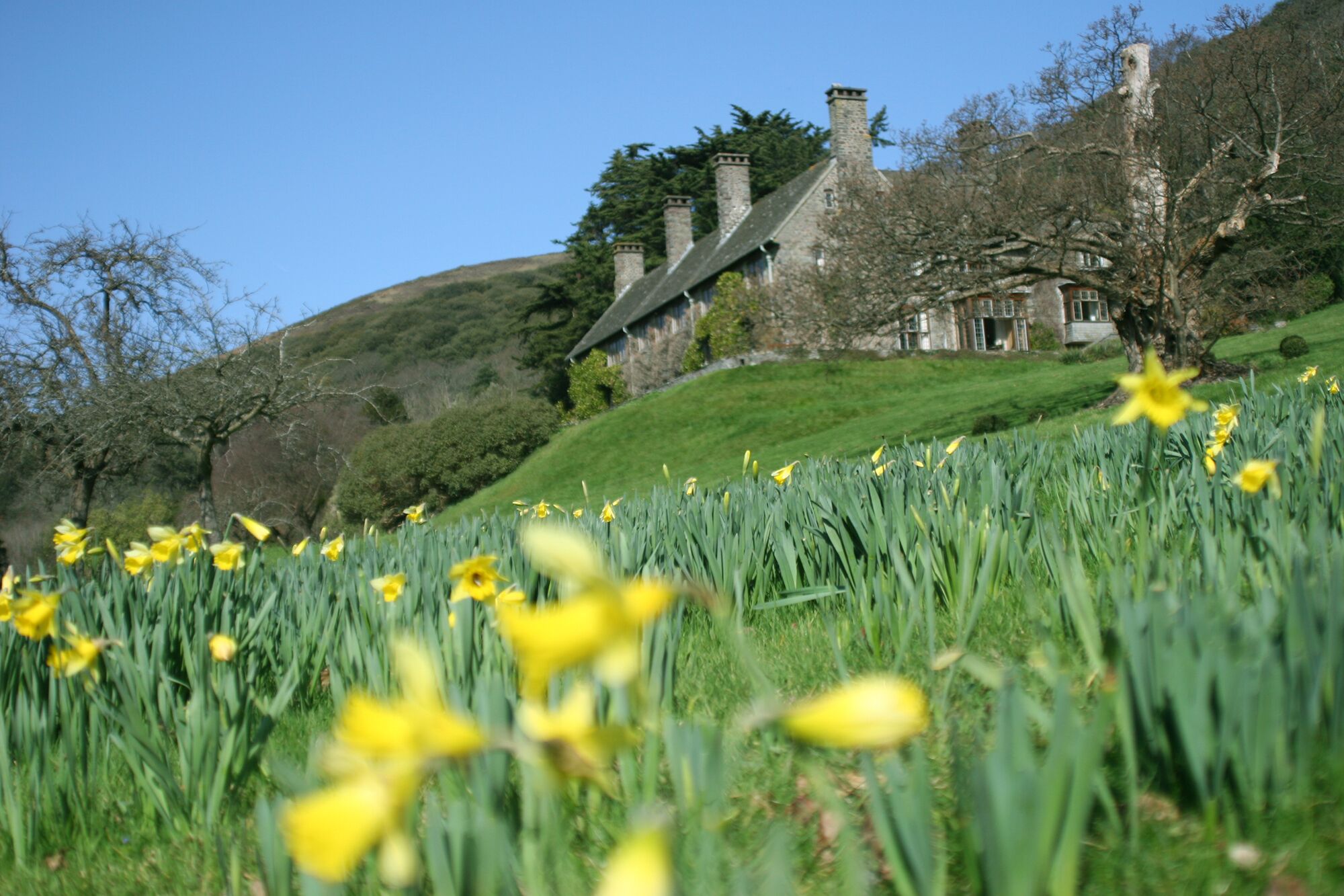 A historic stone building with multiple chimneys, surrounded by lush greenery and a field of daffodils.