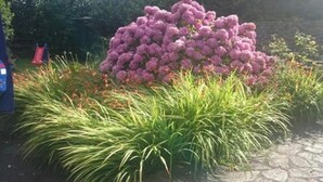 Un jardin avec un grand arbuste aux fleurs violettes et des plantes vertes.