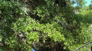 A lush garden with a variety of trees and a metal staircase. - Relaxcation! (Hilton Head Island)