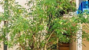 A building with a staircase leading to an entrance, a tree in front, and a sign reading "Sabor a Miel". - Sabor A Miel by Stella Rentals (Playa del Carmen)