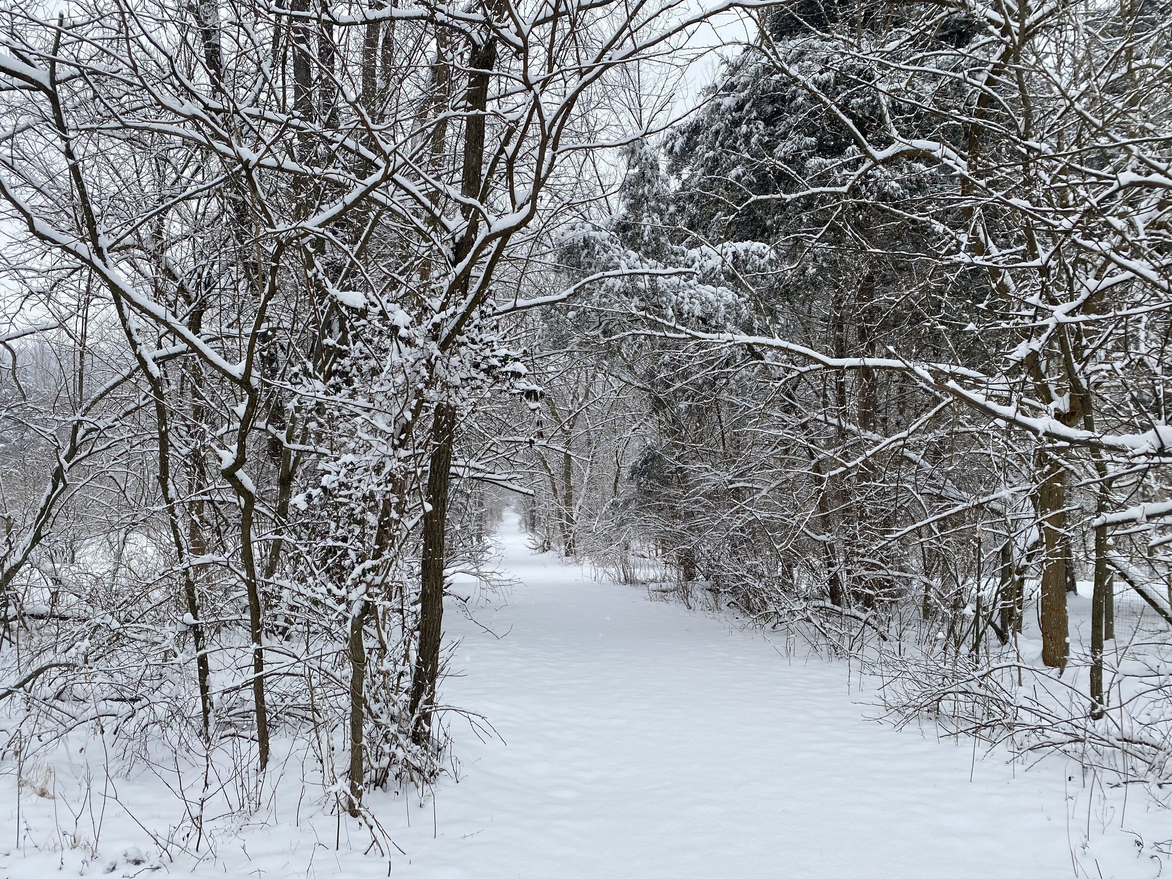A snow-covered forest path.