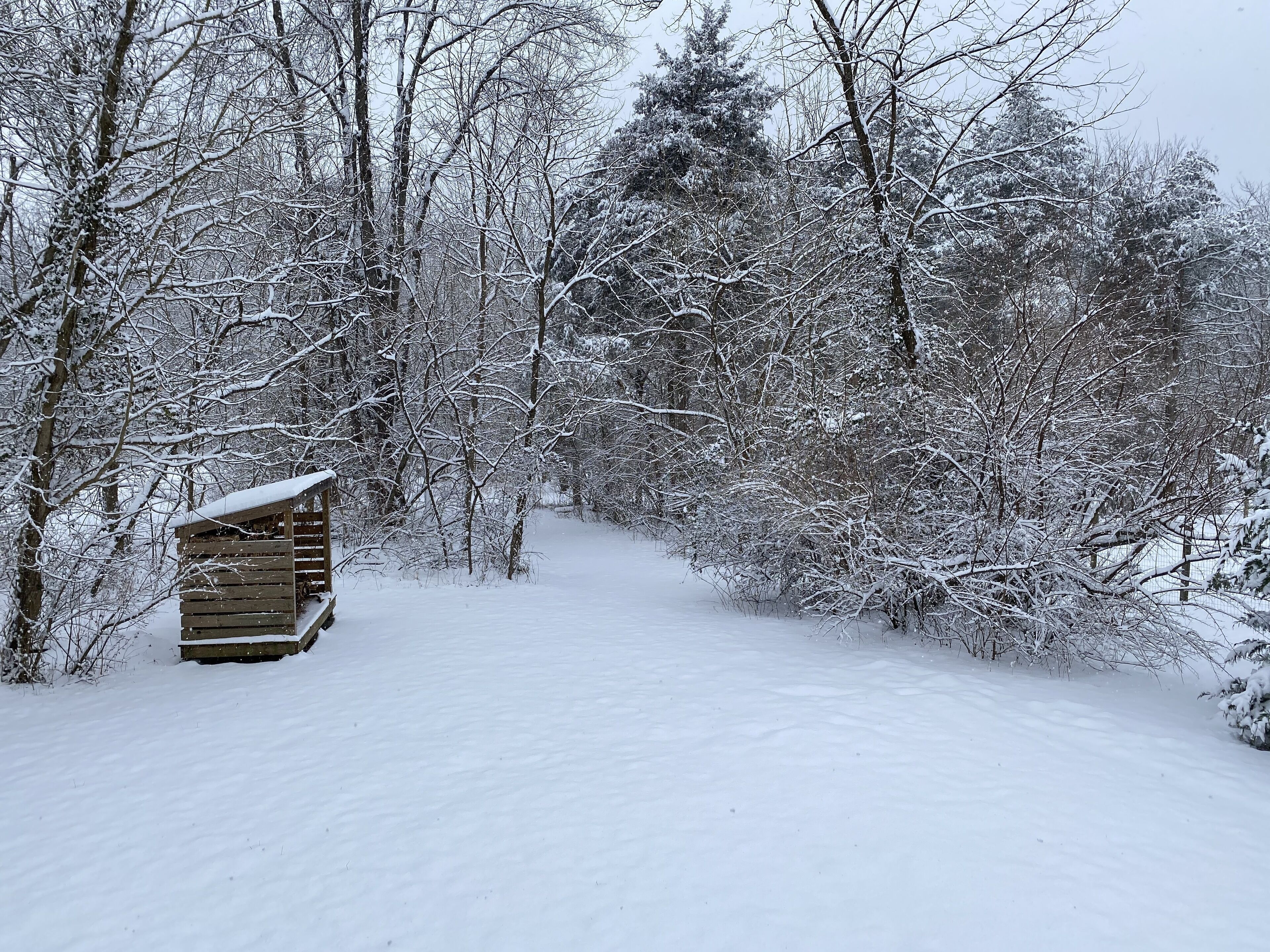 A snow-covered path leading to a wooden cabin in a forest.
