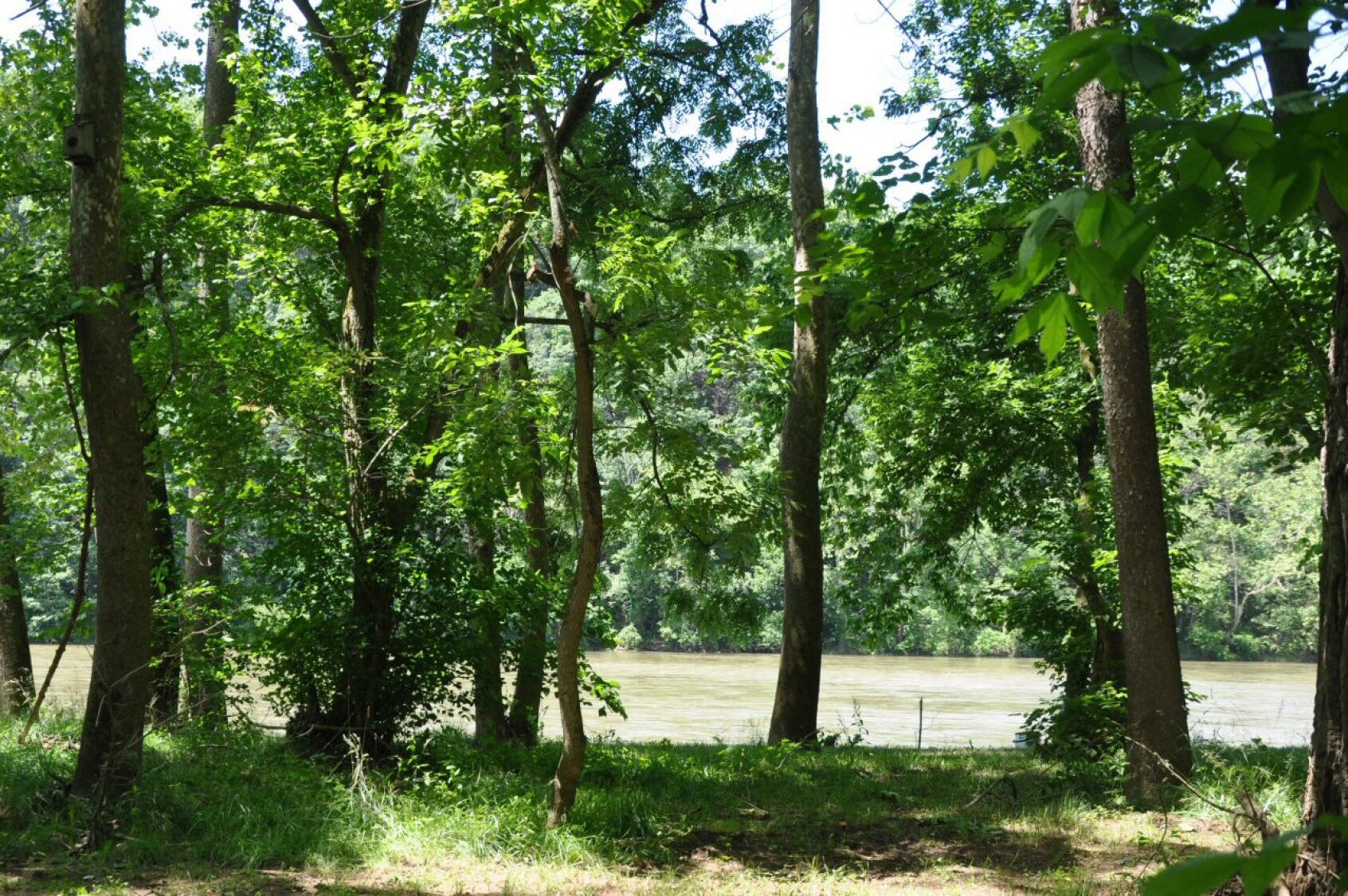 A forested area with tall trees and a body of water in the background.