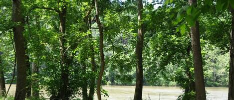 A forested area with tall trees and a body of water in the background.