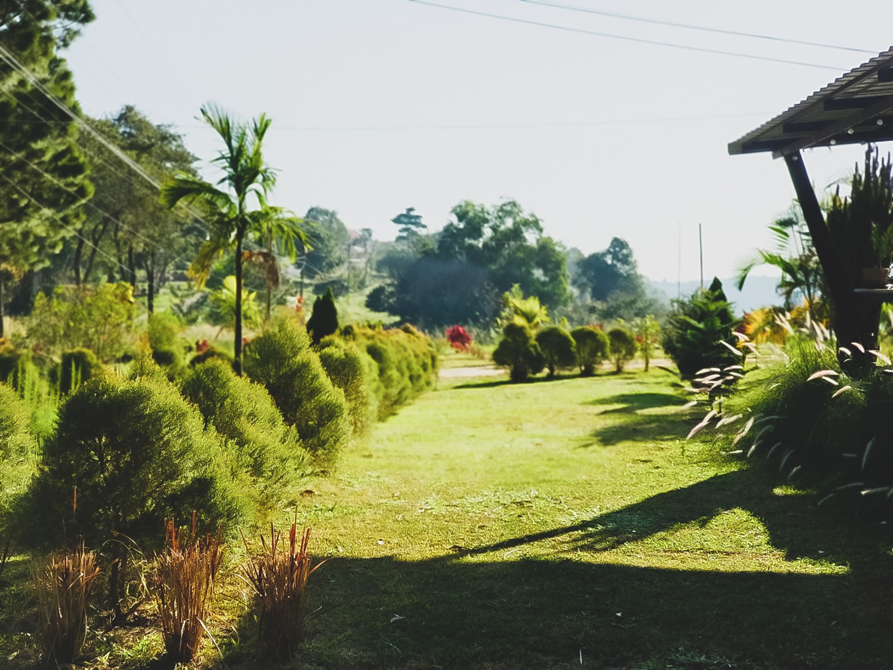 Un sendero serpentea por un jardín con setos cuidados y palmeras.
