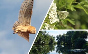 Een roofvogel in vlucht, een close-up van een vlinder op een bloem, en een vredig meer omringd door bomen.