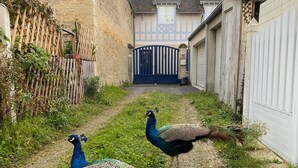 Ein schmaler Gang, durch den ein Pfau und eine Pfauhenweibchen schreiten.