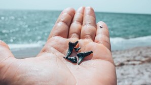 Una mano sostiene tres dientes de tiburón frente a un fondo de playa y océano.