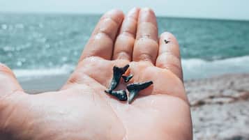 Sun-loungers, beach towels