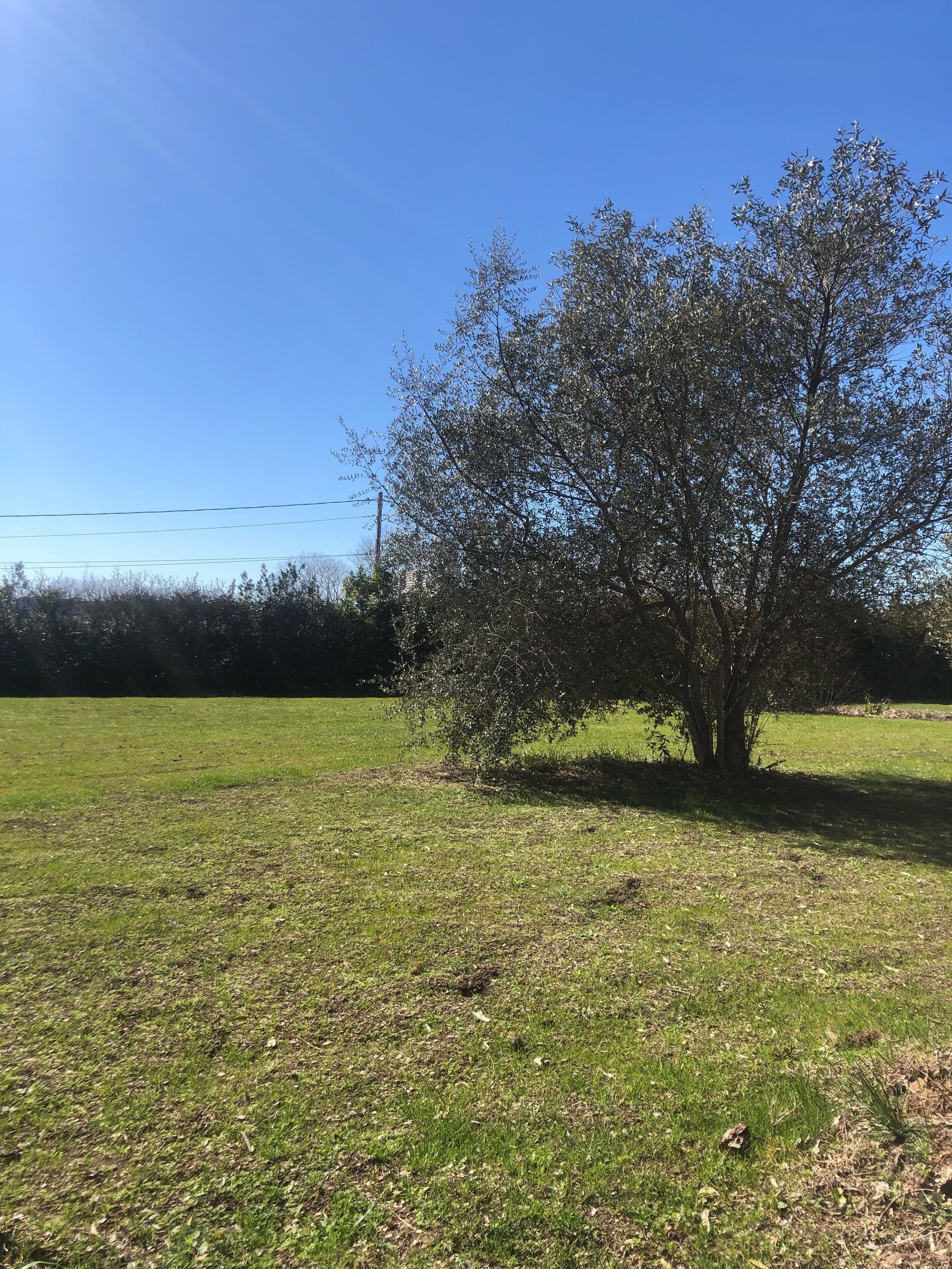 A grassy field with a single tree in the center.
