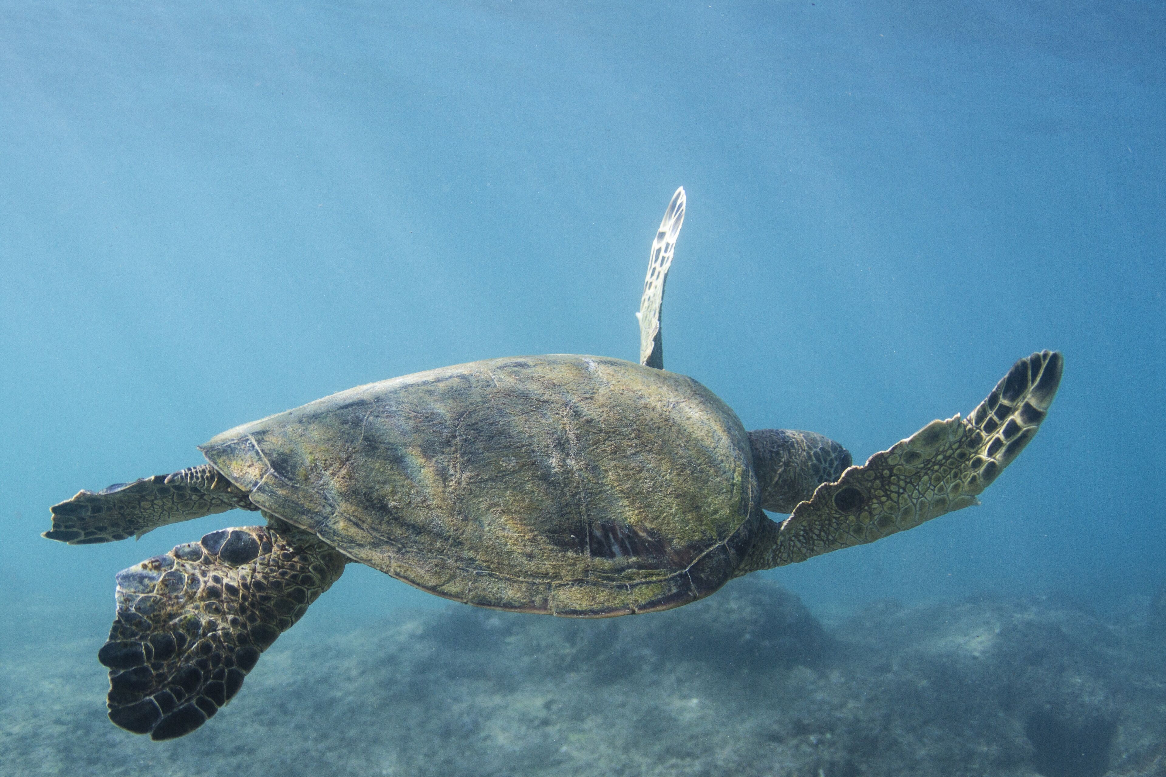Une tortue de mer nageant sous l’eau.