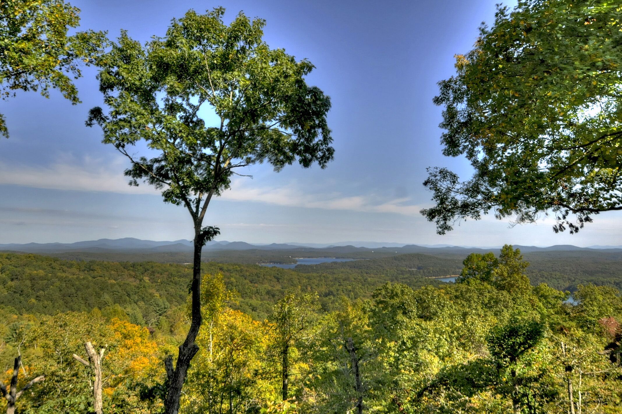 A forested landscape with a prominent tree in the foreground and a lake in the background.