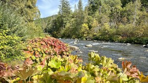 A river flowing through a forested area with dense vegetation and trees.