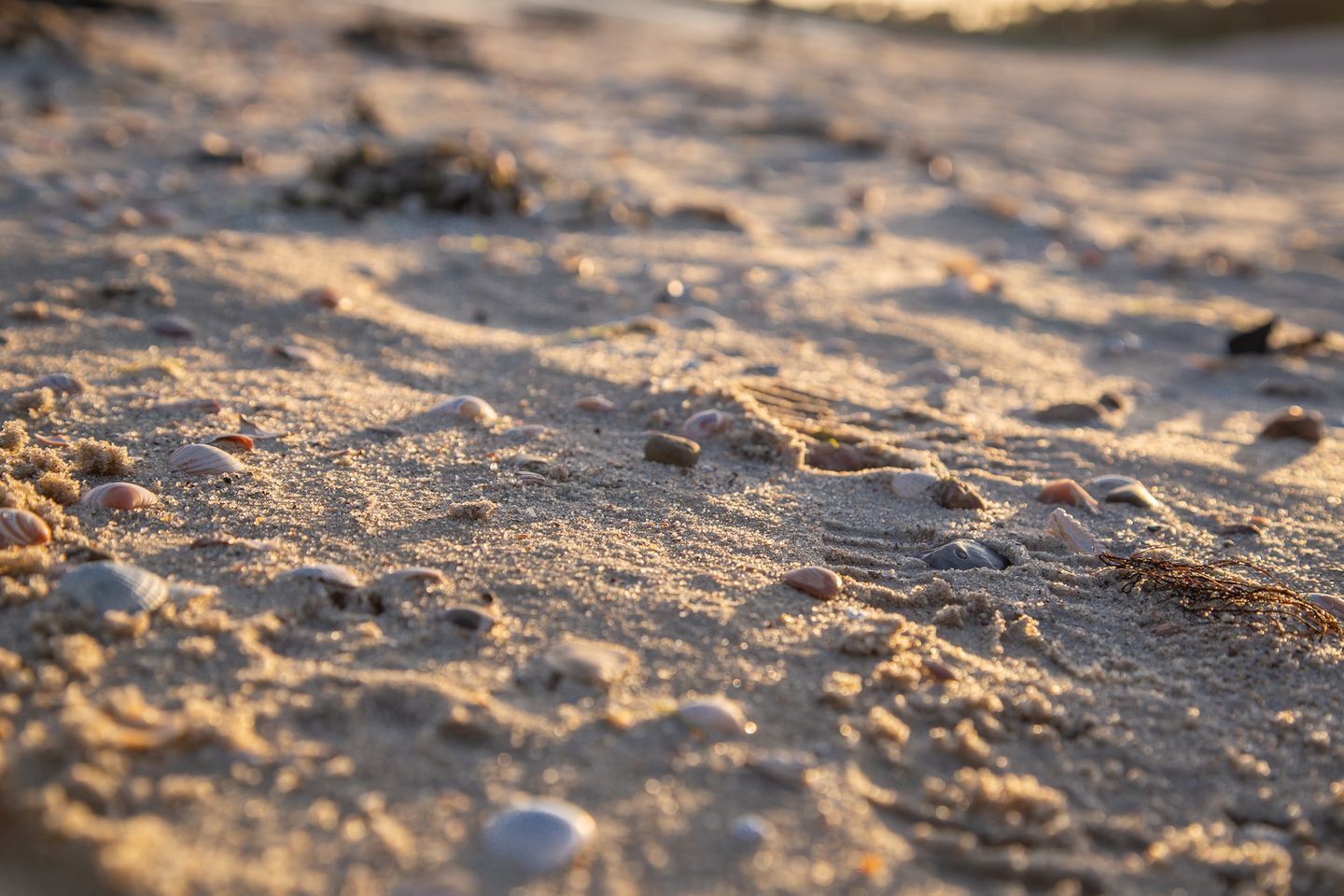 A sandy beach with scattered shells and seaweed.