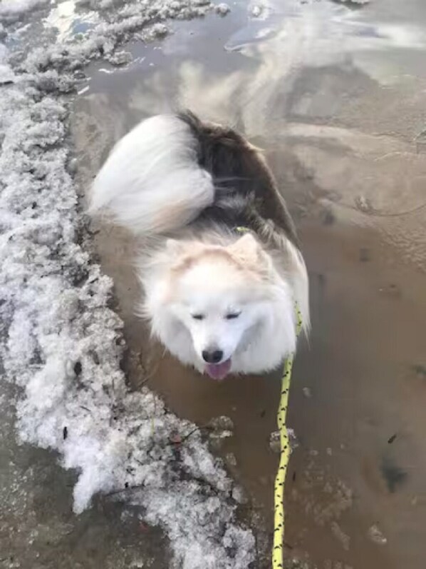 Un perro descansando sobre una superficie embarrada con nieve alrededor.