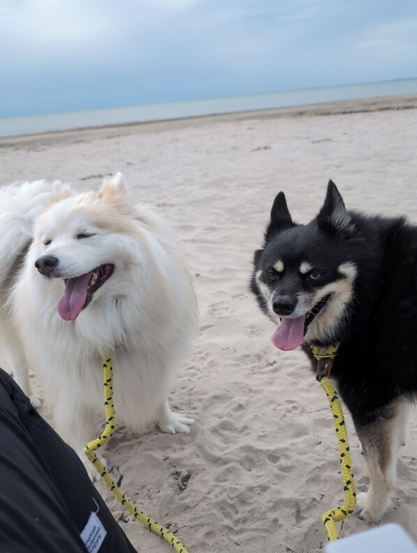 Two dogs on a sandy beach with a clear sky.